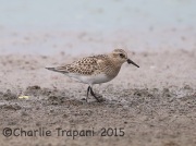 6S3A1425Baird's_Sandpiper