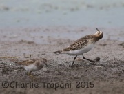 6S3A1427Baird's_Sandpiper