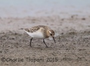 6S3A1429Baird's_Sandpiper