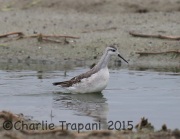6S3A1513Wilson's_Phalarope