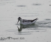 6S3A1624Red-necked_Phalarope