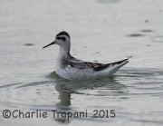 6S3A1636Red-necked_Phalarope