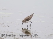 6S3A1691??_Sandpiper