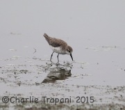 6S3A1700??_Sandpiper