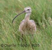 6S3A1797Long-Billed_Curlew