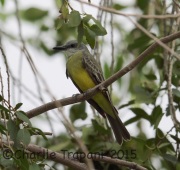 6S3A2022Tropical_Kingbird
