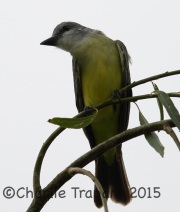 6S3A2042Tropical_Kingbird
