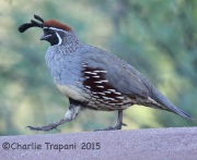 6S3A2054Gamble's_Quail