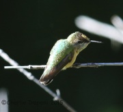 6S3A2078Calliope_Hummingbird