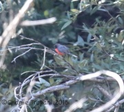6S3A2114Slate-Throated_Redstart