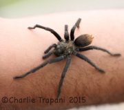 6S3A2179Tarantula