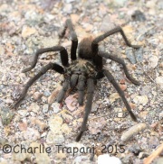 6S3A2207Tarantula