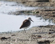6S3A2340Western_Sandpiper
