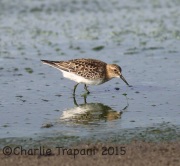 6S3A2363Baird's_Sandpiper