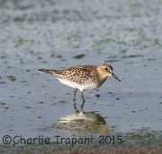 6S3A2365Baird's_Sandpiper