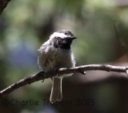 6S3A2381Mexican_Chickadee
