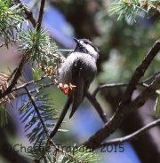 6S3A2400Mexican_Chickadee