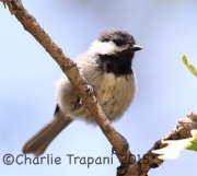 6S3A2416Mexican_Chickadee