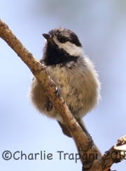 6S3A2419Mexican_Chickadee