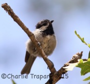 6S3A2421Mexican_Chickadee