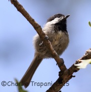 6S3A2424Mexican_Chickadee
