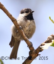 6S3A2425Mexican_Chickadee