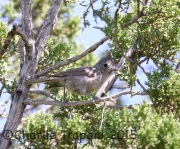 6S3A2457Juniper_Titmouse