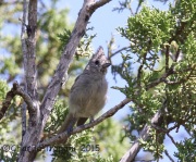 6S3A2466Juniper_Titmouse