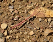 6S3A2480Pink_Stick_Insect