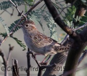 6S3A2611Cassin's_Sparrow