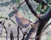 6S3A2612Cassin's_Sparrow