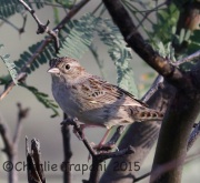 6S3A2614Cassin's_Sparrow