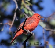 6S3A2634Summer_Tanager
