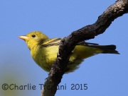 6S3A2635Western_tanager