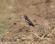 6S3A2690Lark_Bunting