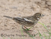 6S3A2698Lark_Bunting