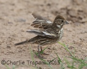 6S3A2701Lark_Bunting