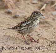 6S3A2704Lark_Bunting