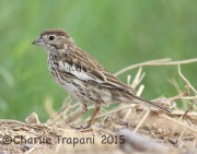 6S3A2710Lark_Bunting