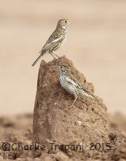6S3A2715Lark_Bunting
