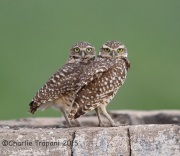 6S3A2743Burrowing_Owls