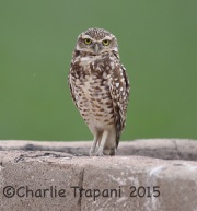 6S3A2774Burrowing_Owl