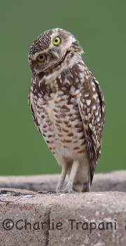 6S3A2777Burrowing_Owl