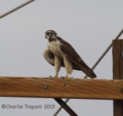 6S3A2782Prairie_Falcon