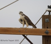 6S3A2791Prairie_Falcon