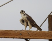 6S3A2792Prairie_Falcon