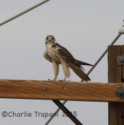 6S3A2797Prairie_Falcon
