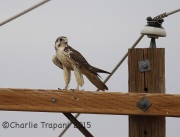 6S3A2799Prairie_Falcon