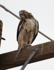 6S3A2810Red-Tailed_Hawk_With_Rat