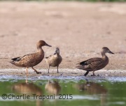 6S3A2835Cinnamon_Teal